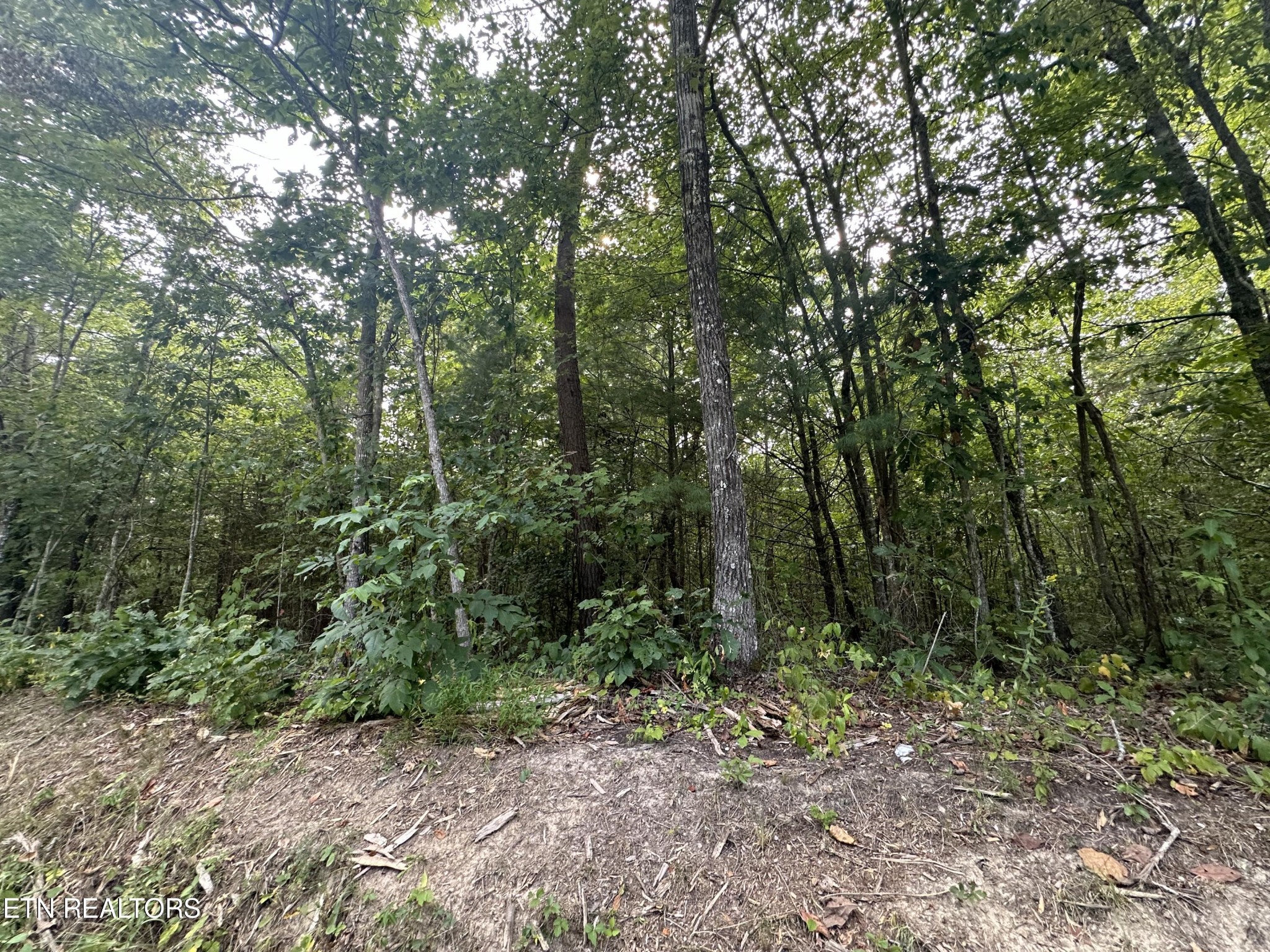 0 John Cox Road Deer Lodge, TN 37726 - Photo 16 of 19