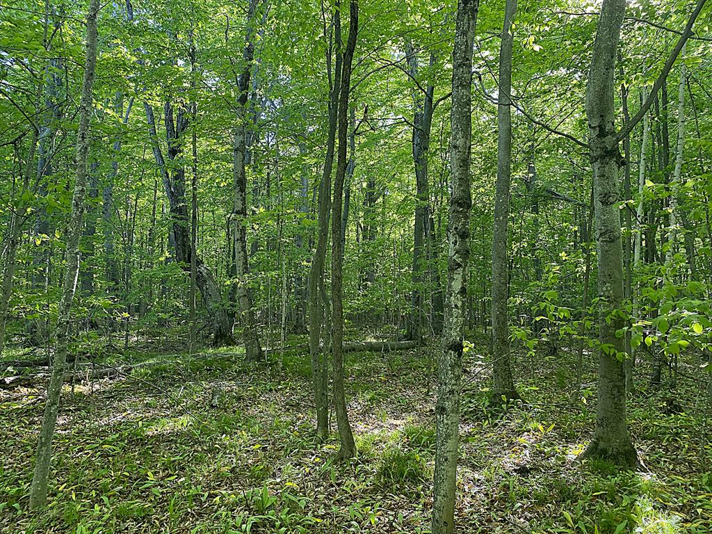 Tbd Garrett Bay Road Ellison Bay, WI 54210 - Photo 8 of 16