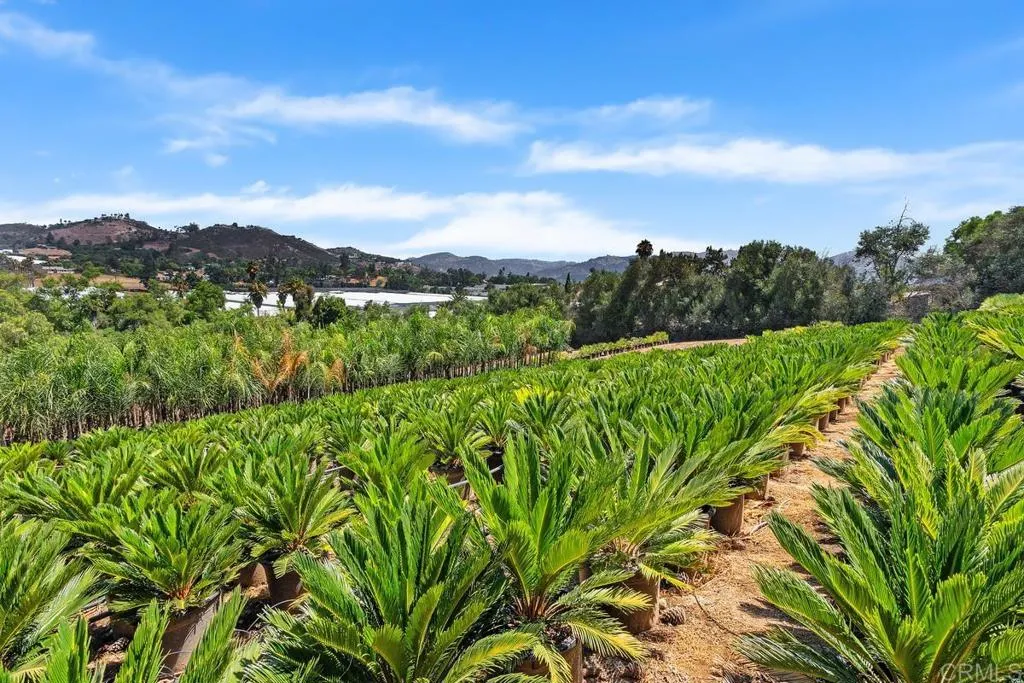 Easy San Marcos, CA 92069 - Photo 4 of 13 a view of a lush green forest with a mountain in the background