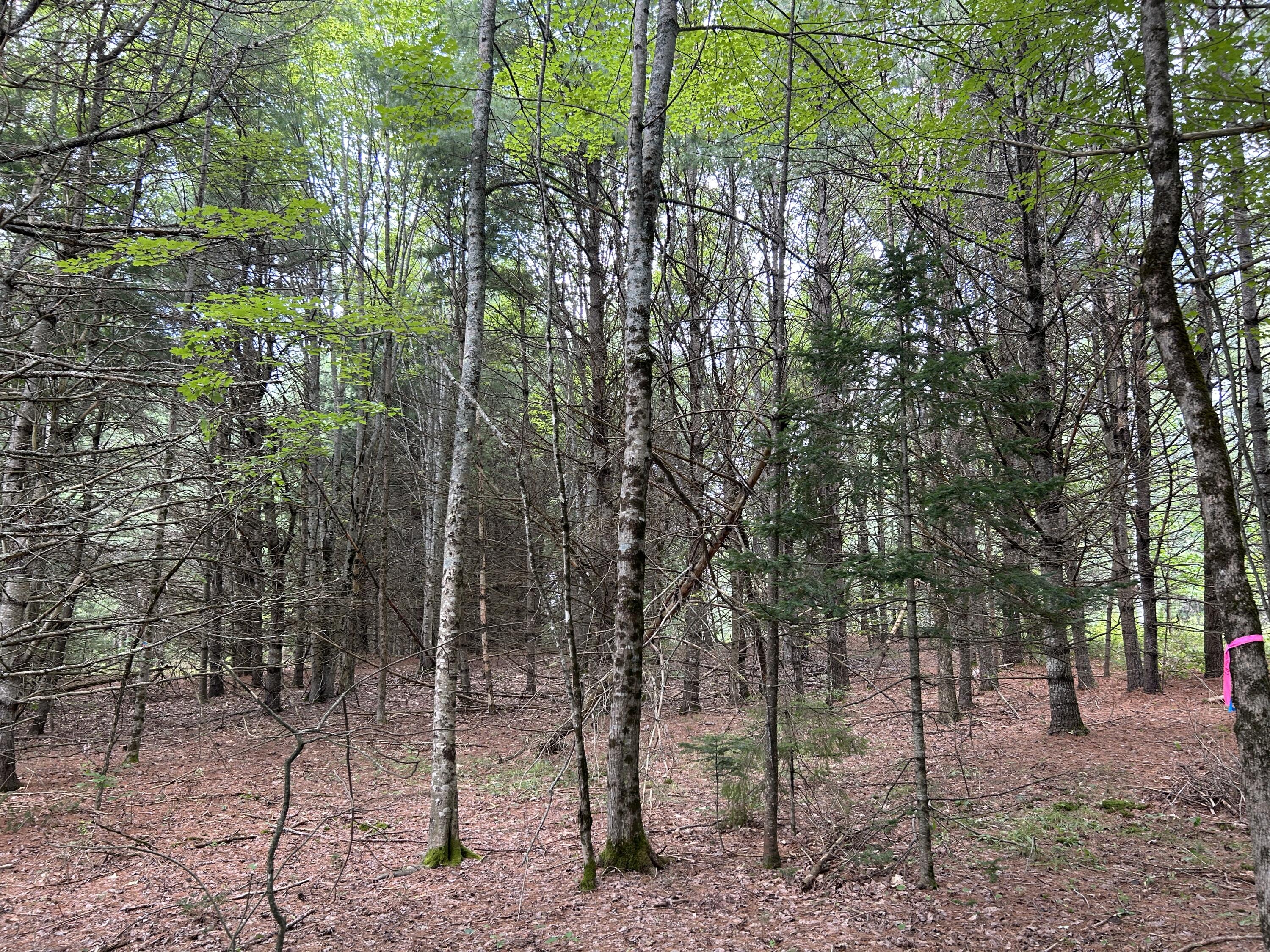 M12-lot10 Thorndike Road Unity, ME 04988 - Photo 15 of 16 DF3E4DCD-9930-4326-831C-E786DE227881