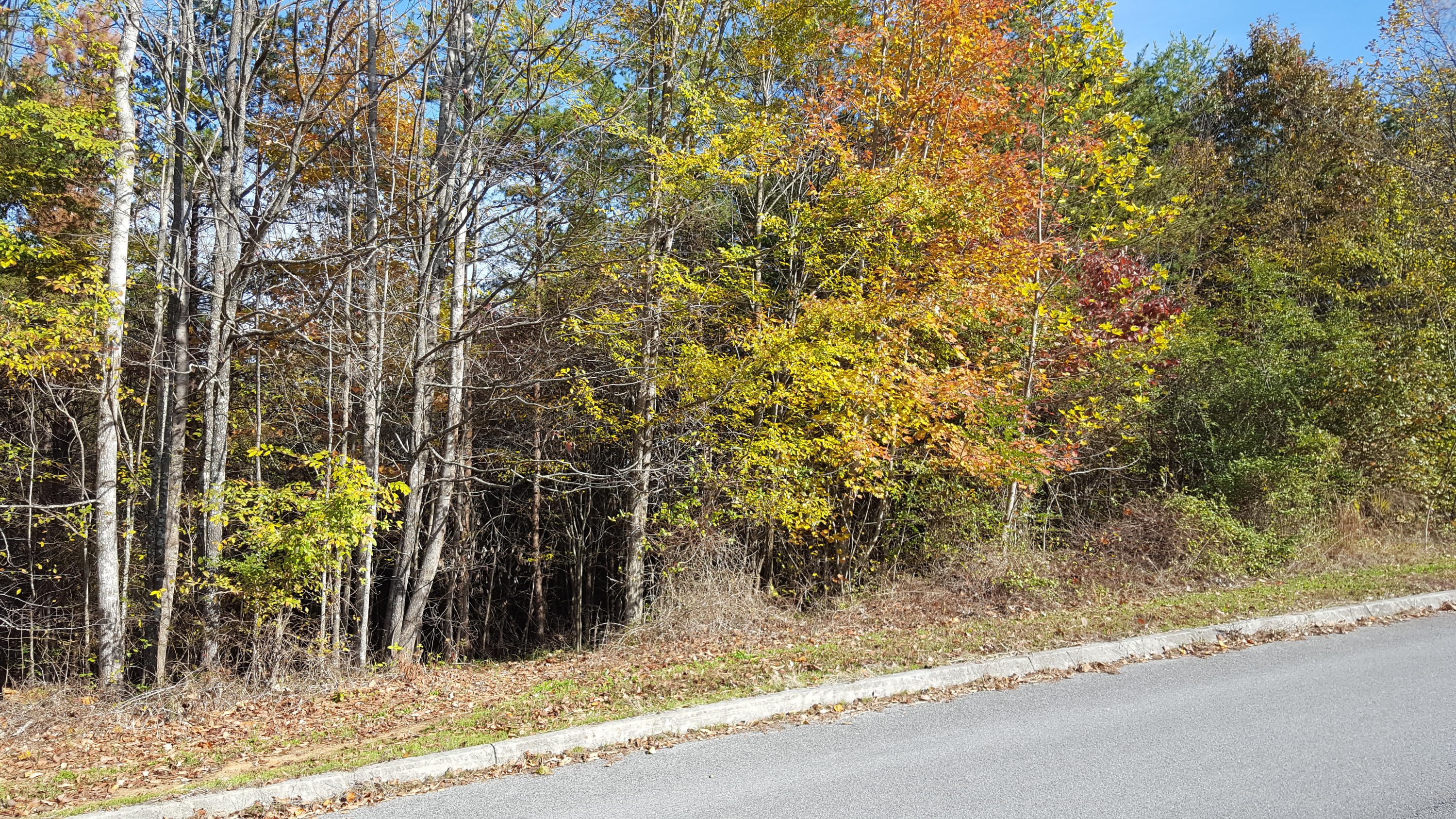 Sentry Ridge View Drive Seymour, TN 37865 - Photo 3 of 11 20191111_110741