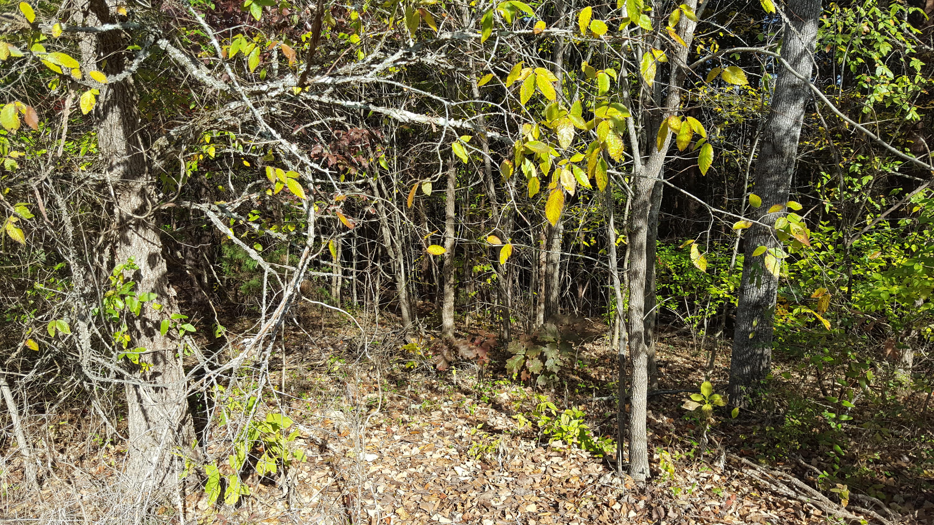 Sentry Ridge View Drive Seymour, TN 37865 - Photo 5 of 11 20191111_110823