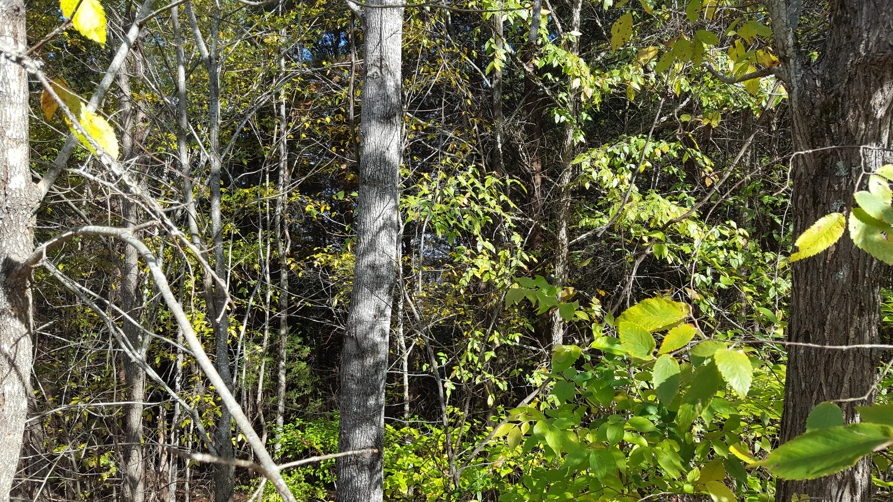 Sentry Ridge View Drive Seymour, TN 37865 - Photo 6 of 11 20191111_110835
