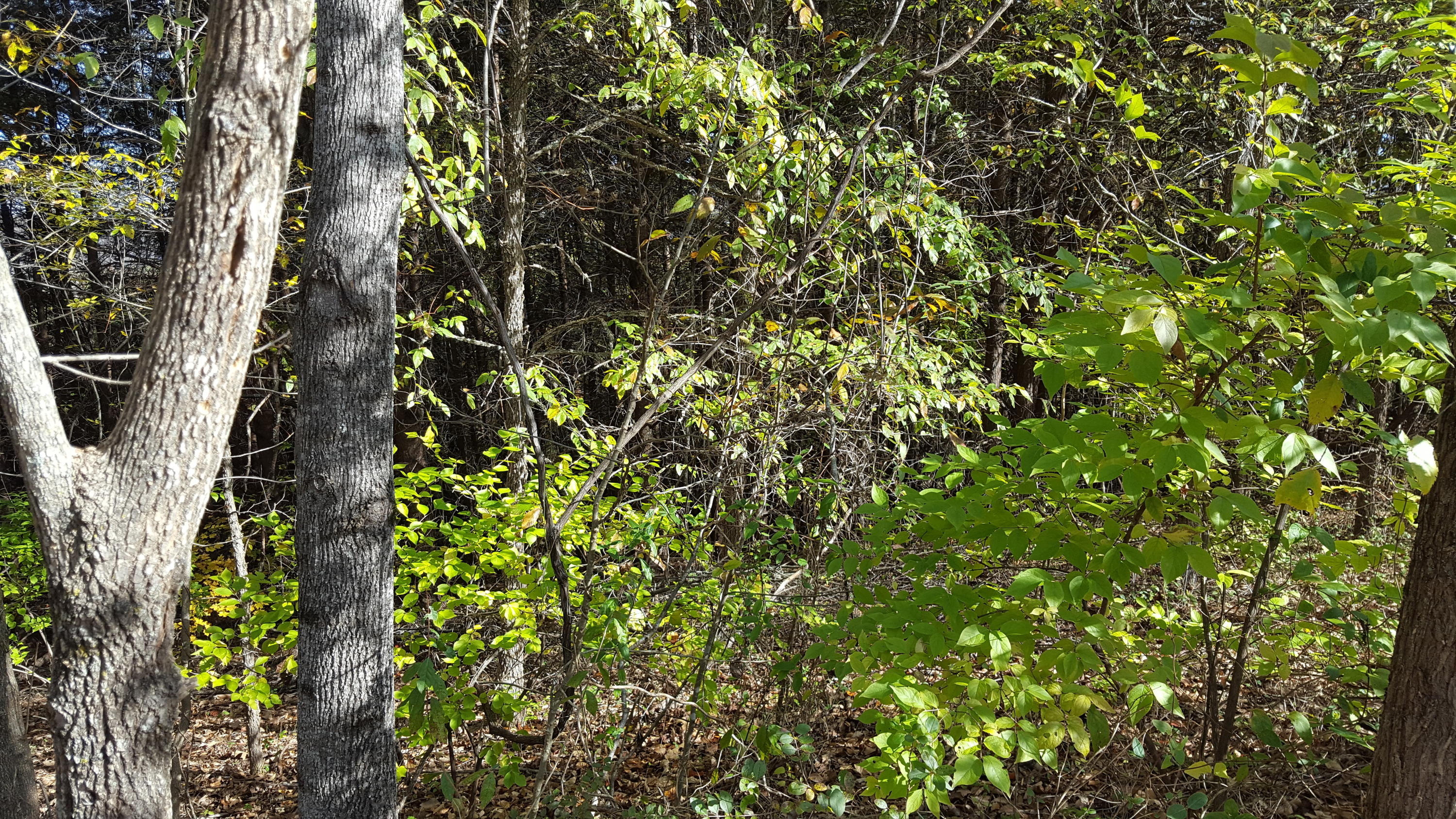 Sentry Ridge View Drive Seymour, TN 37865 - Photo 7 of 11 20191111_110845