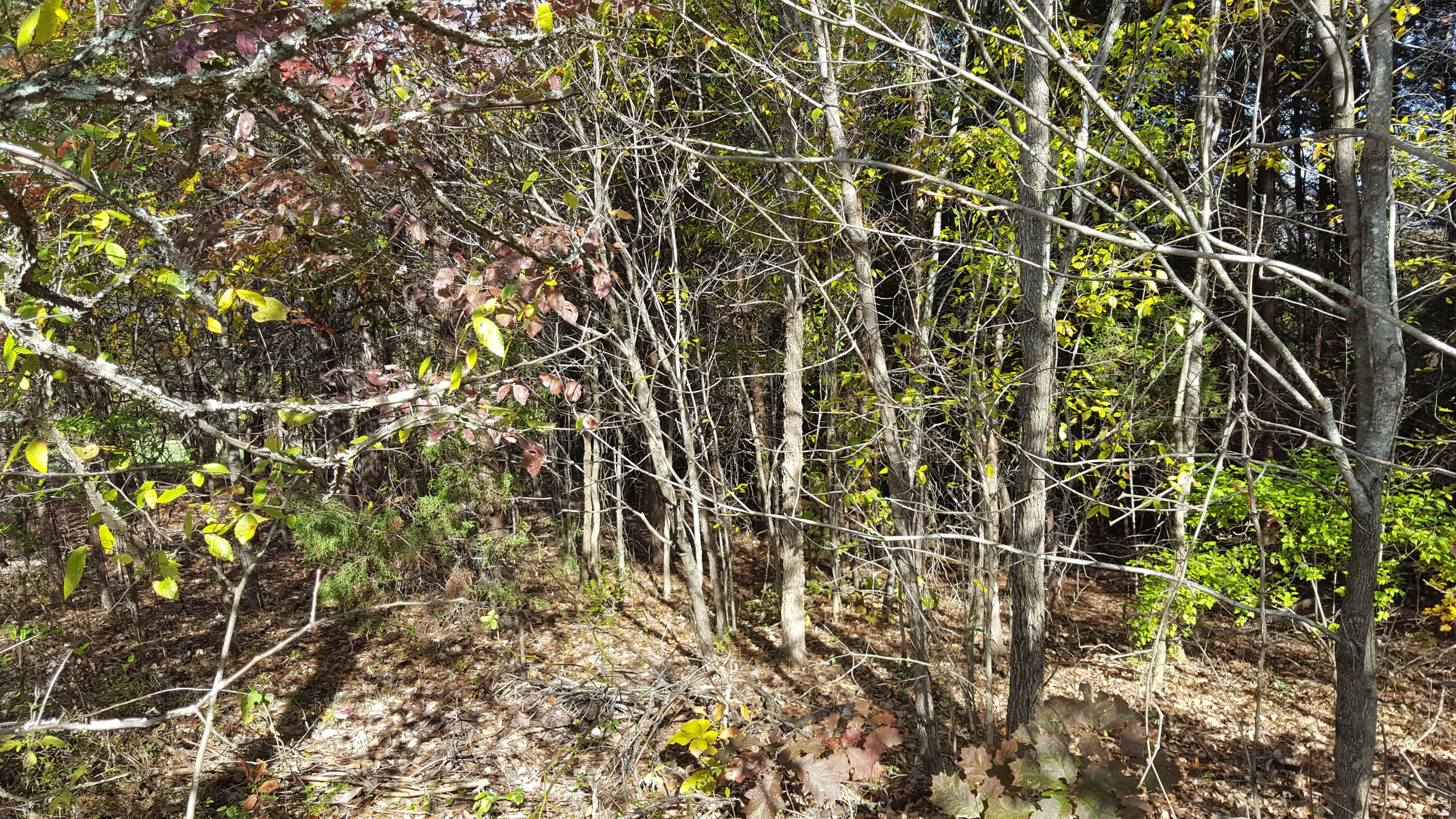 Sentry Ridge View Drive Seymour, TN 37865 - Photo 8 of 11 20191111_110849