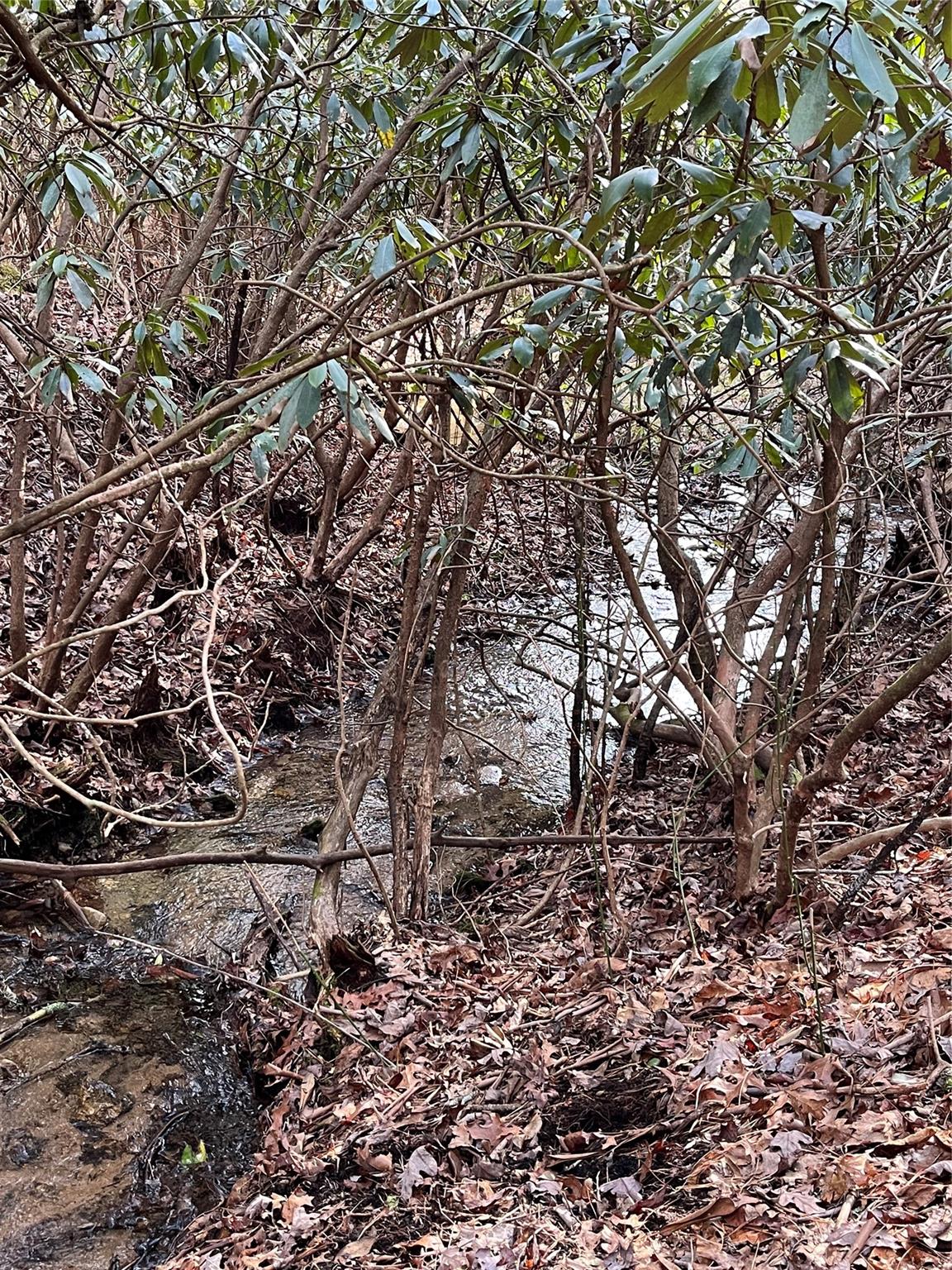 1252 Cardinal Road Brevard, NC 28712 - Photo 26 of 31 a picture of tree