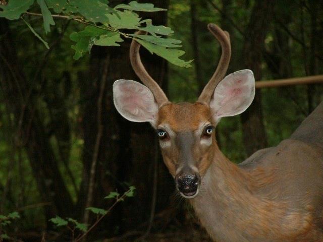 1252 Cardinal Road Brevard, NC 28712 - Photo 31 of 31