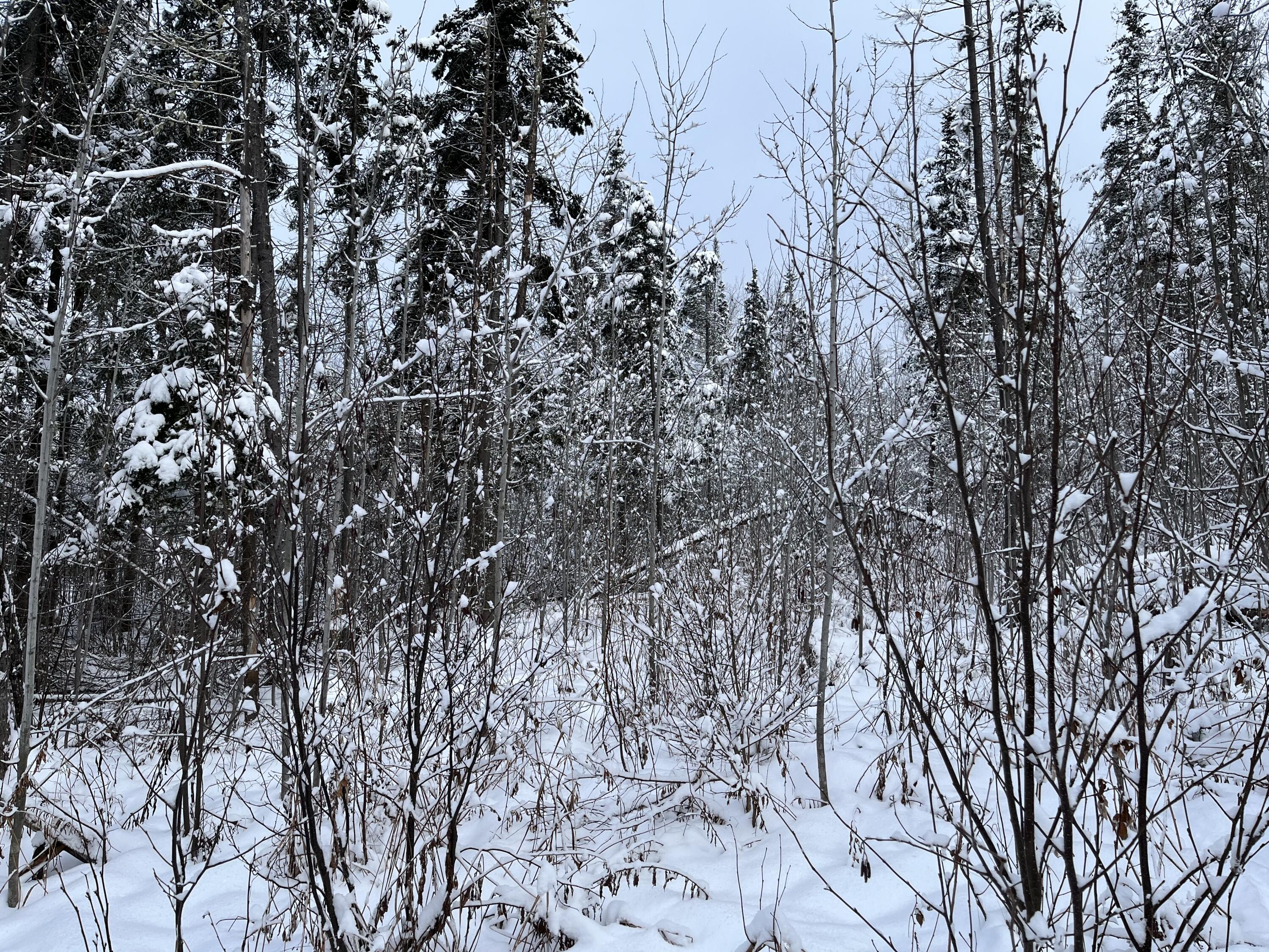 0 Frenchville Road Ashland, ME 04732 - Photo 3 of 10 Frenchville Rd Ashland land