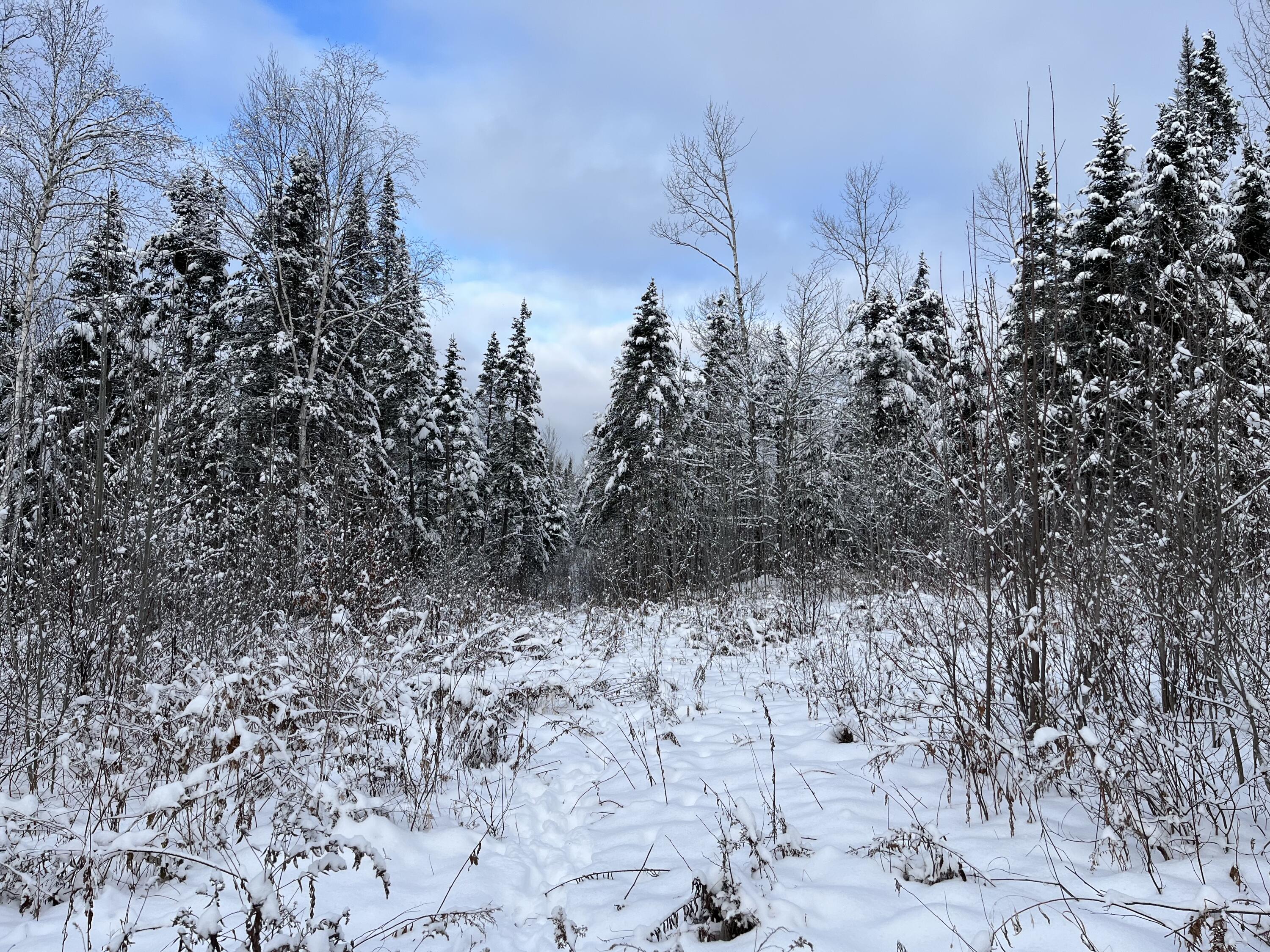 0 Frenchville Road Ashland, ME 04732 - Photo 5 of 10 Frenchville Rd Ashland land