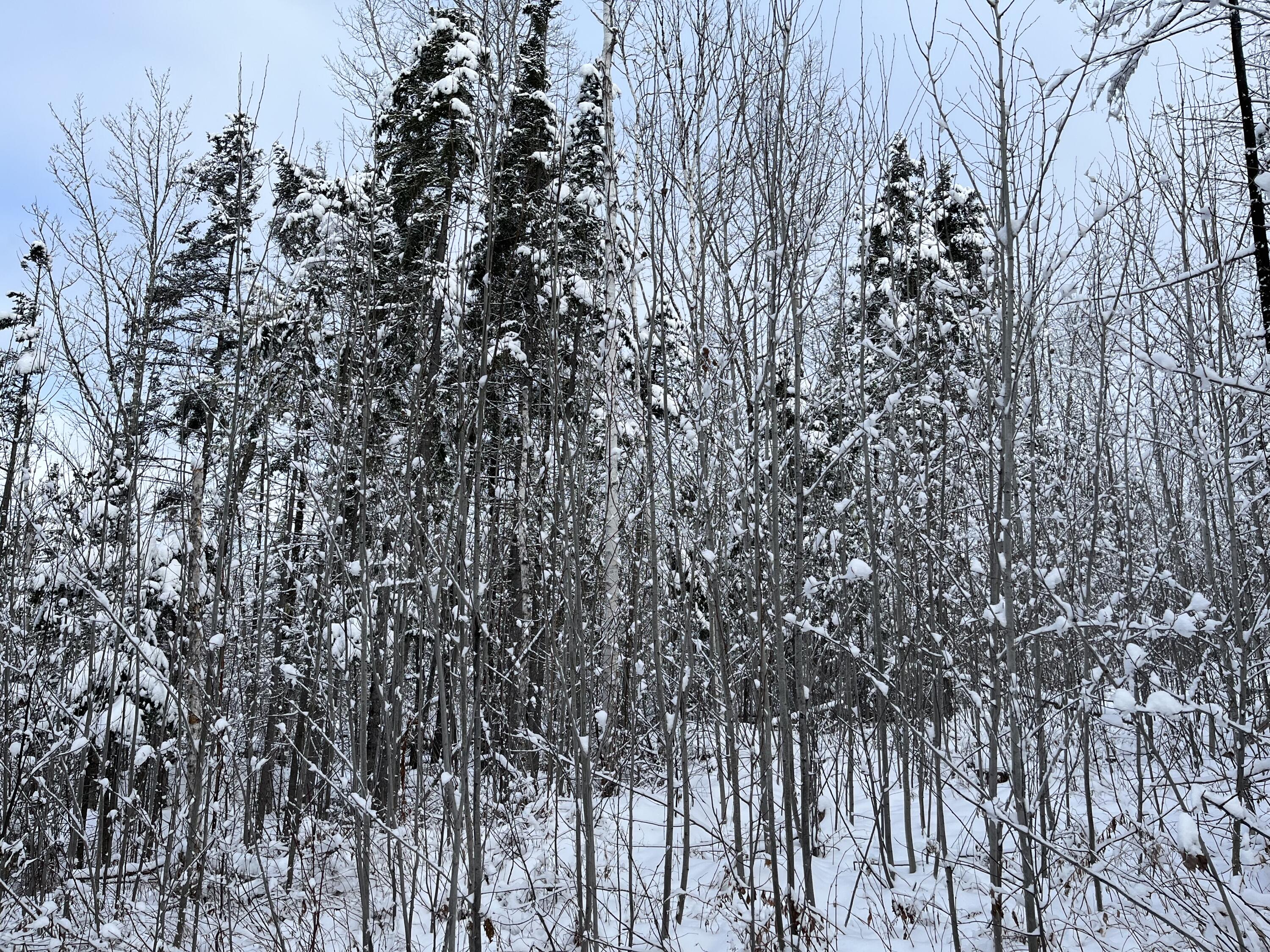 0 Frenchville Road Ashland, ME 04732 - Photo 9 of 10 Frenchville Rd Ashland land