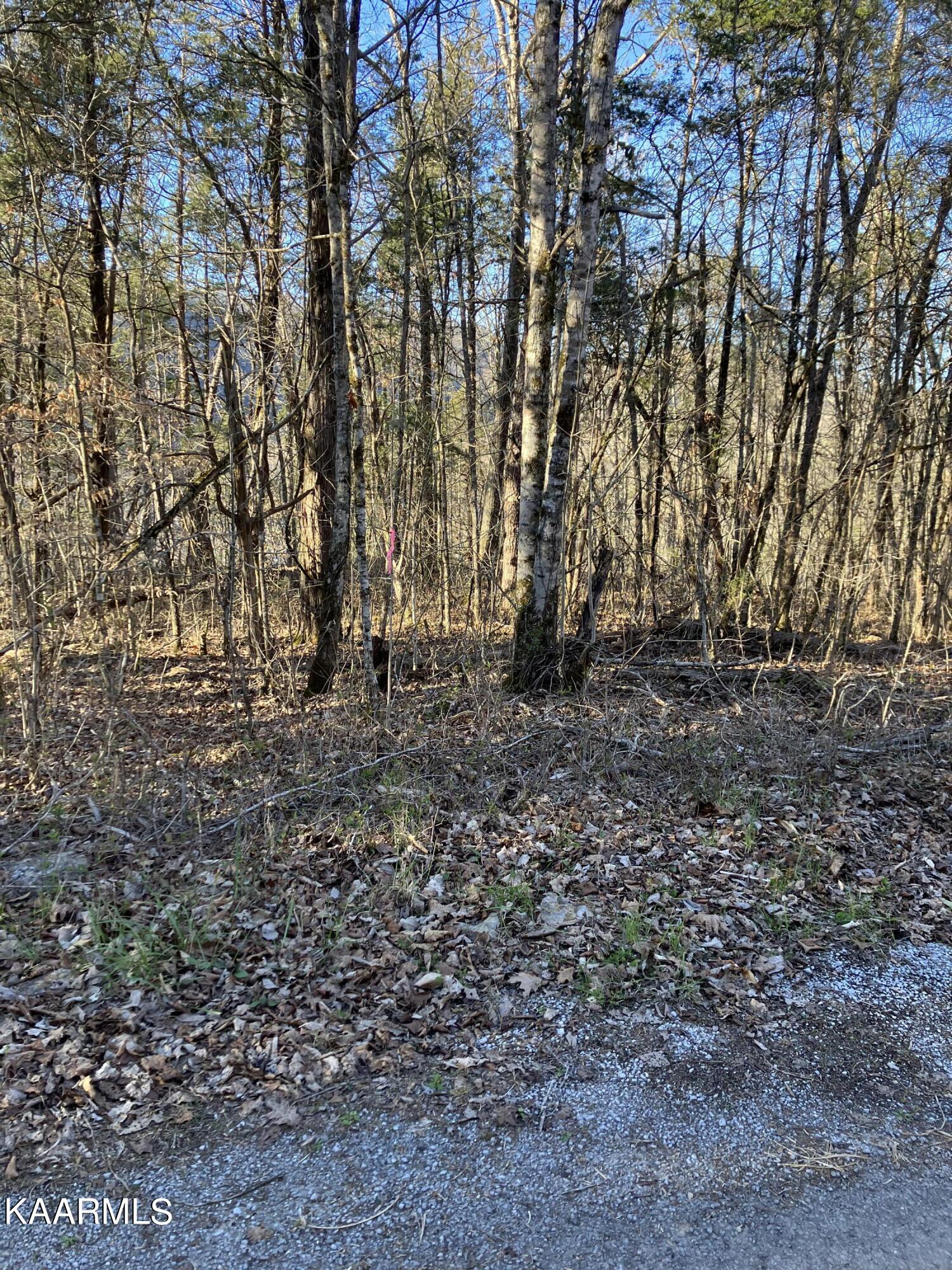 Pawpaw Road Sneedville, TN 37869 - Photo 5 of 16 B85C1588-FE58-405E-9D25-FF85E0F74E6B