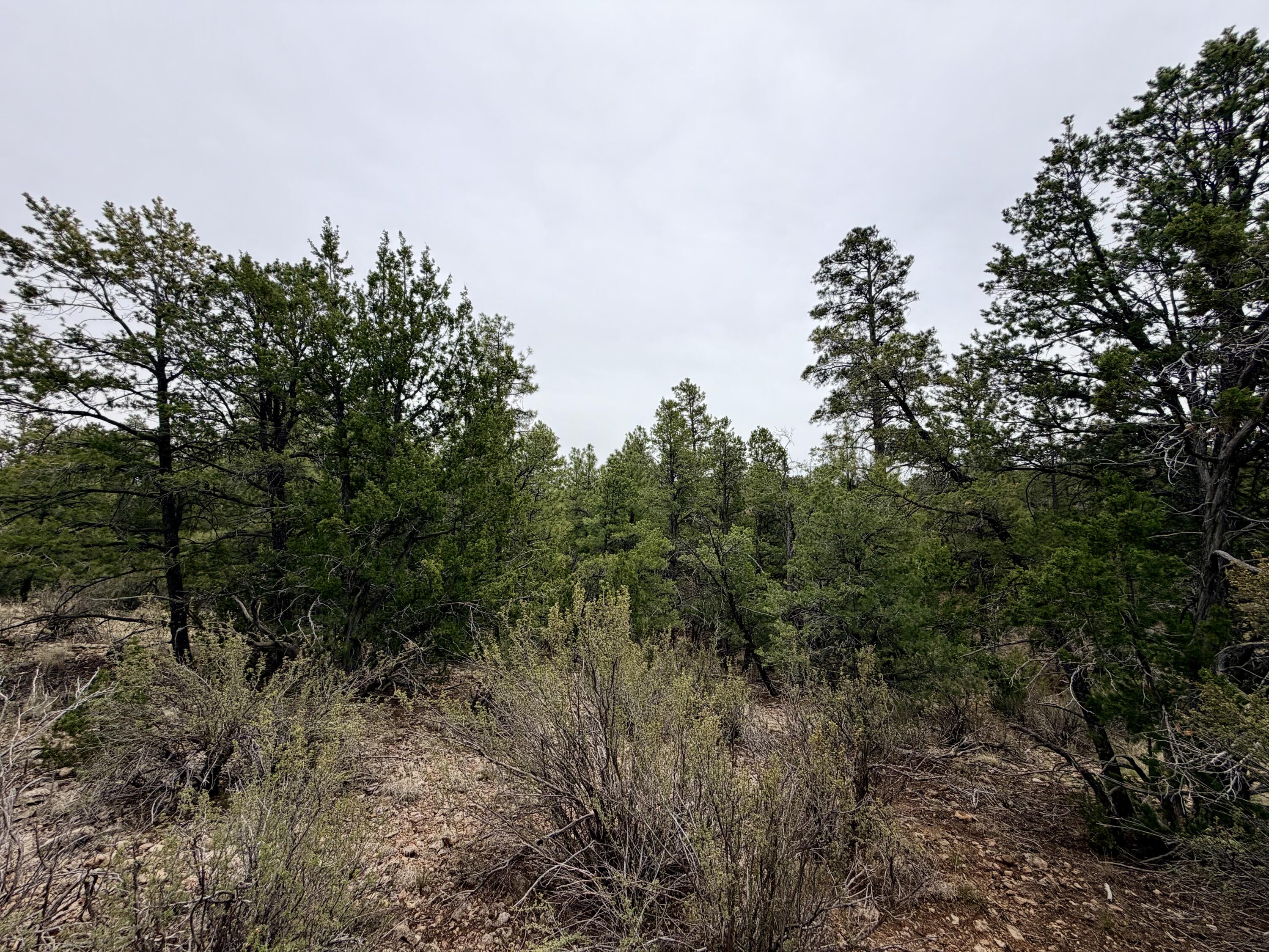 4918 Sunset Ridge Loop Happy Jack, AZ 86024 - Photo 12 of 12
