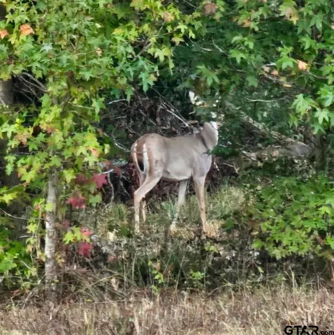 a view of a garden in a yard