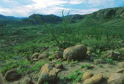 102 Tejano Springs Road Rio Rico, AZ 85648 - Photo 5 of 7