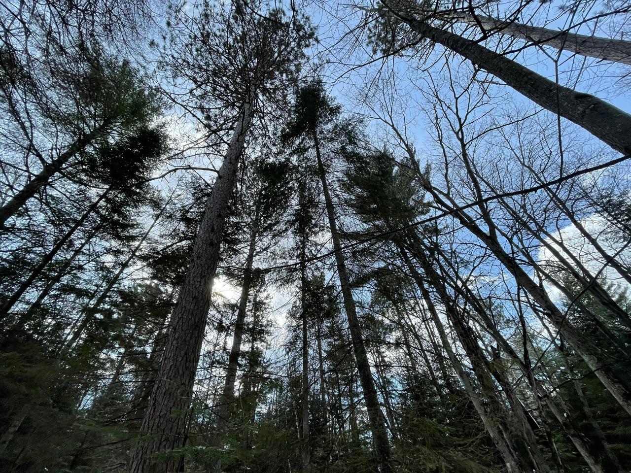 Lot 345 Ridgewood Drive Minocqua, WI 54548 - Photo 18 of 18 Gallery Image 18
