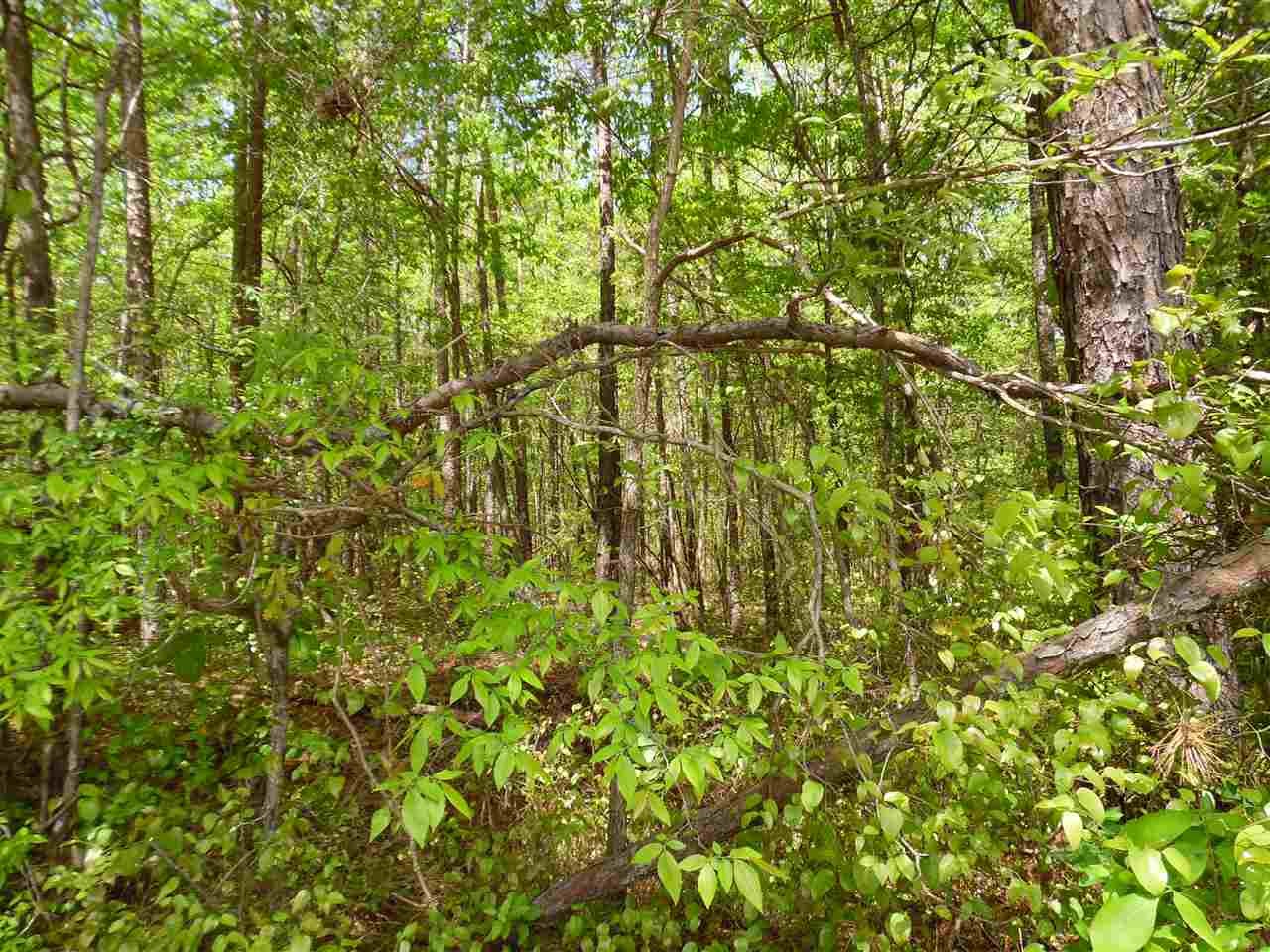 0 Bark Road Sardis, TN 38371 - Photo 3 of 4