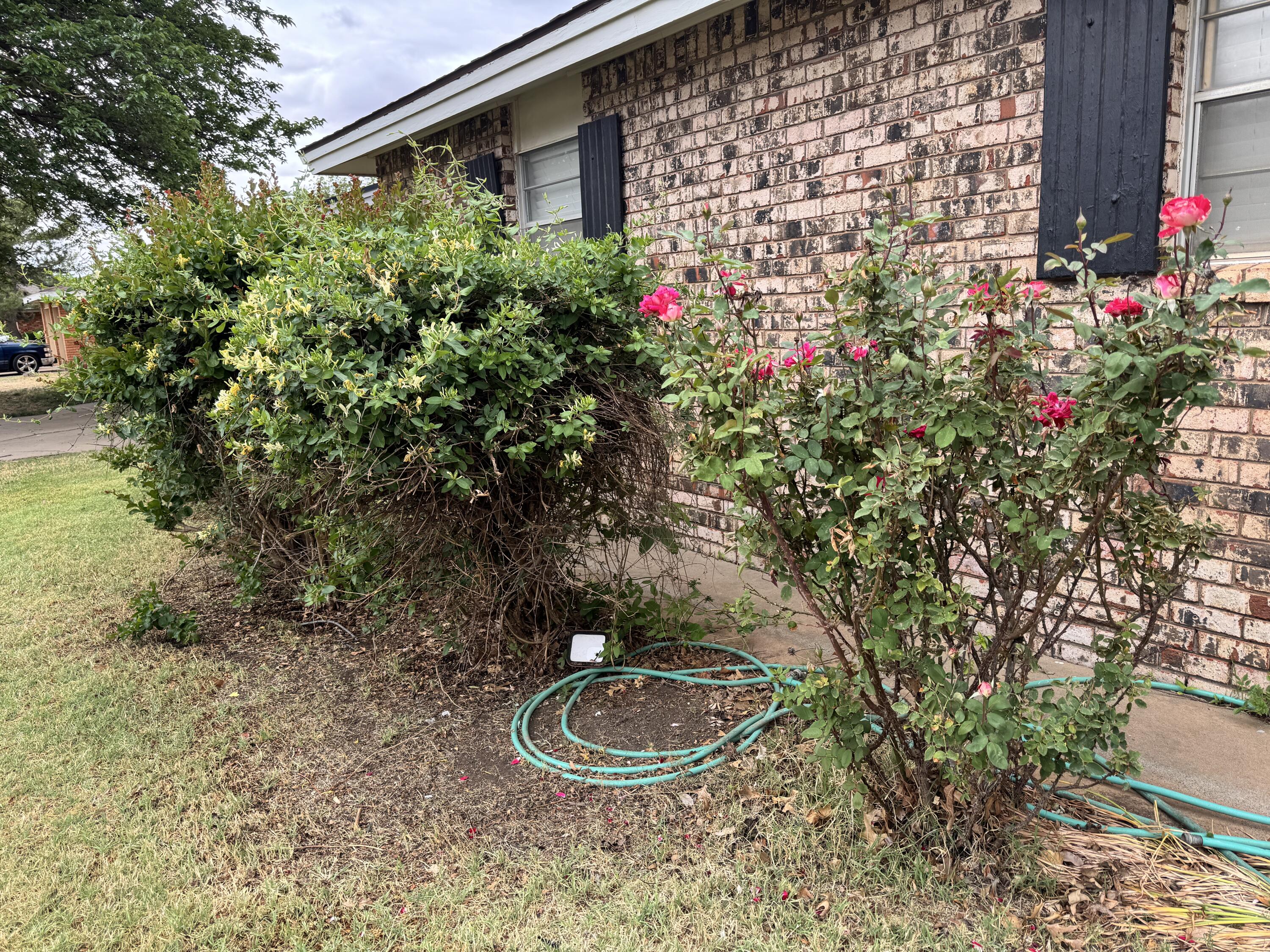 1209 Garland Plainview, TX 79072 - Photo 36 of 38 a bunch of flowers are in a garden