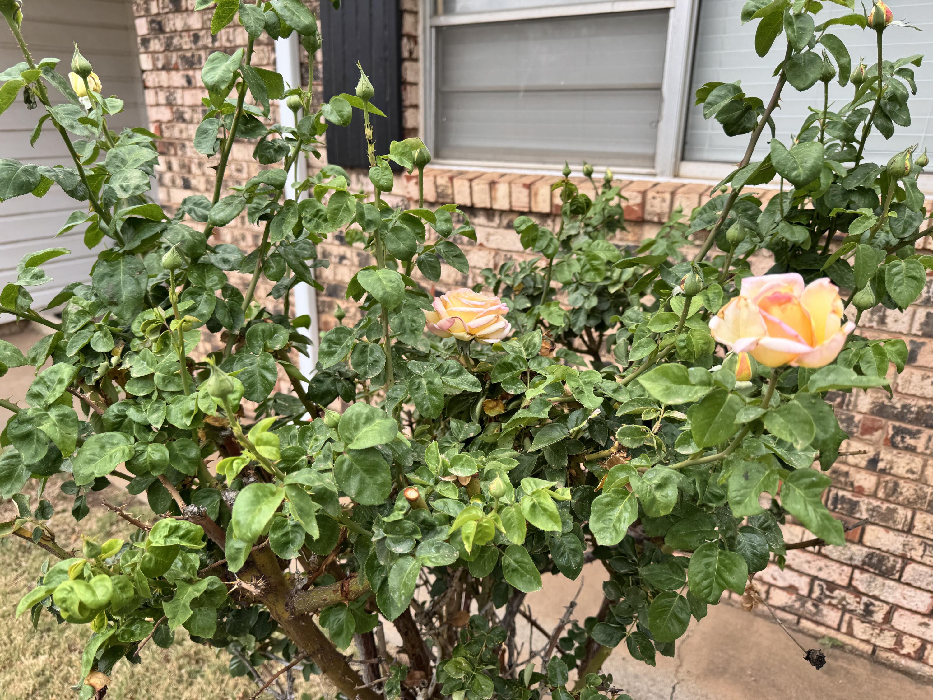 1209 Garland Plainview, TX 79072 - Photo 38 of 38 a view of a tree with a flower in a garden