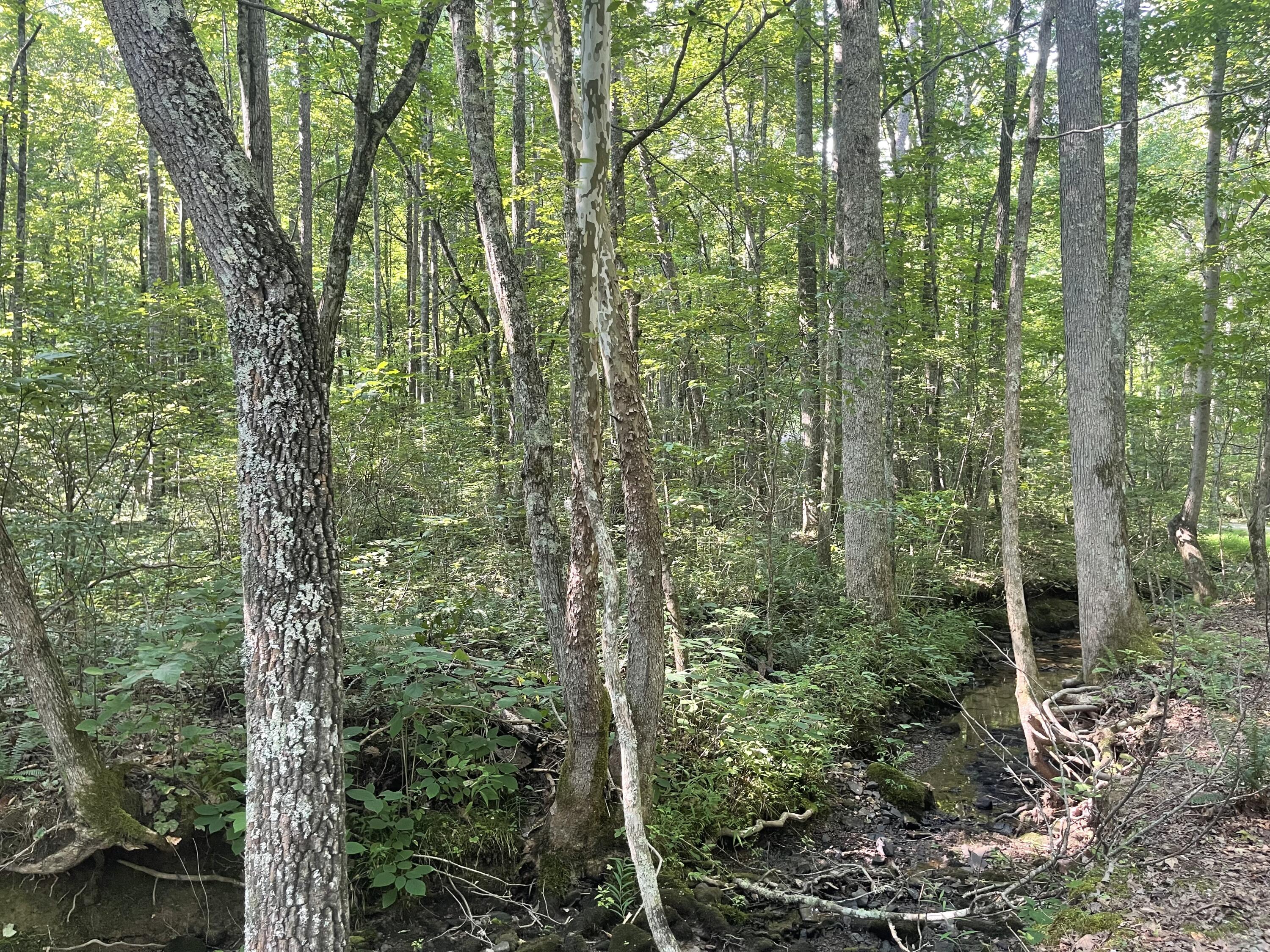 0 Big Spring Gap Road Crossville, TN 38572 - Photo 3 of 11 7D3F62DB-FB41-467F-A573-37C56D45D157