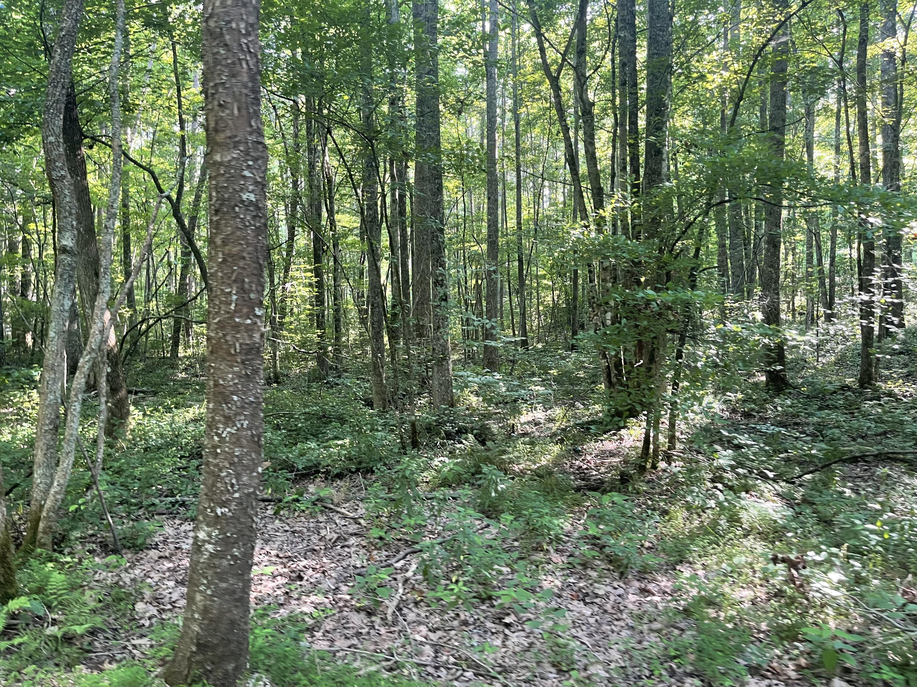 0 Big Spring Gap Road Crossville, TN 38572 - Photo 4 of 11 E70B9234-8230-4E7D-8756-48D75D0F9E94