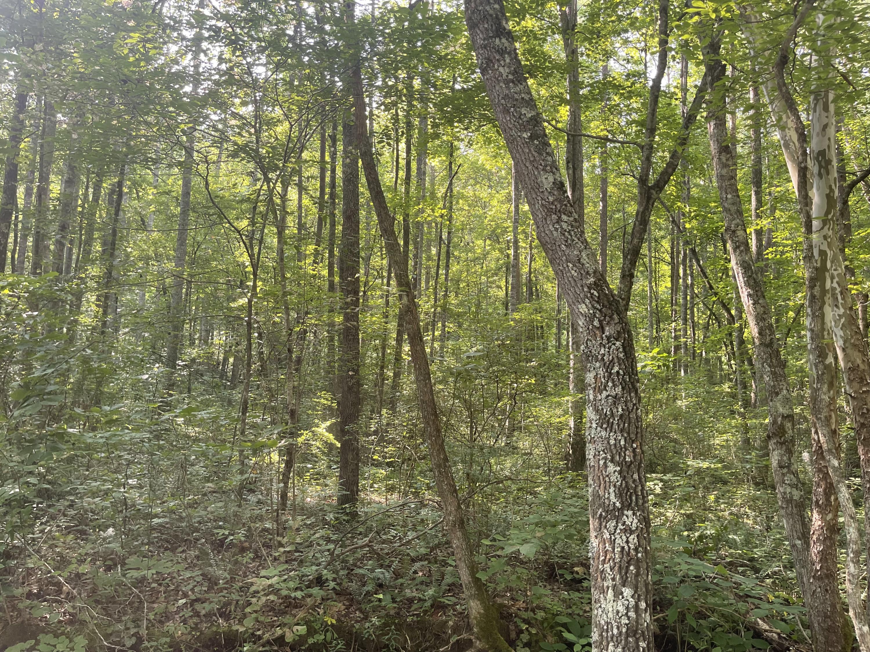 0 Big Spring Gap Road Crossville, TN 38572 - Photo 5 of 11 2D5E566B-3D27-4EC4-9FF3-5911F4814FE0