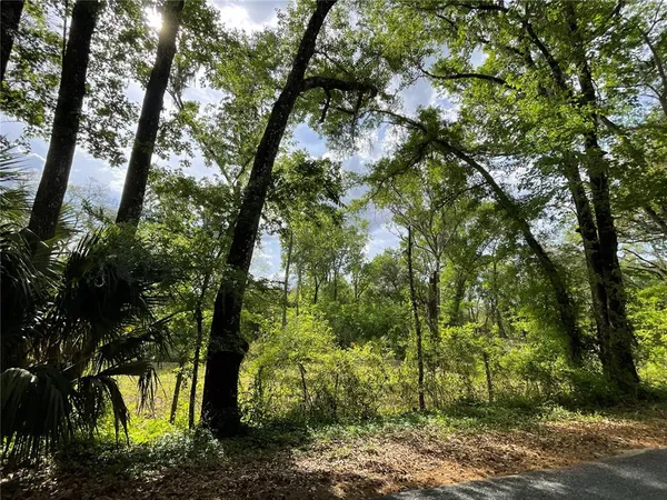 a view of a tree in a yard