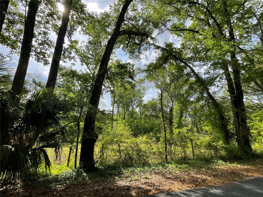17400 Northwest 120th Ave Road Reddick, FL 32686 - Photo 12 of 20 a view of a tree in a yard