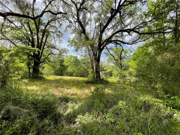 a view of yard with large trees