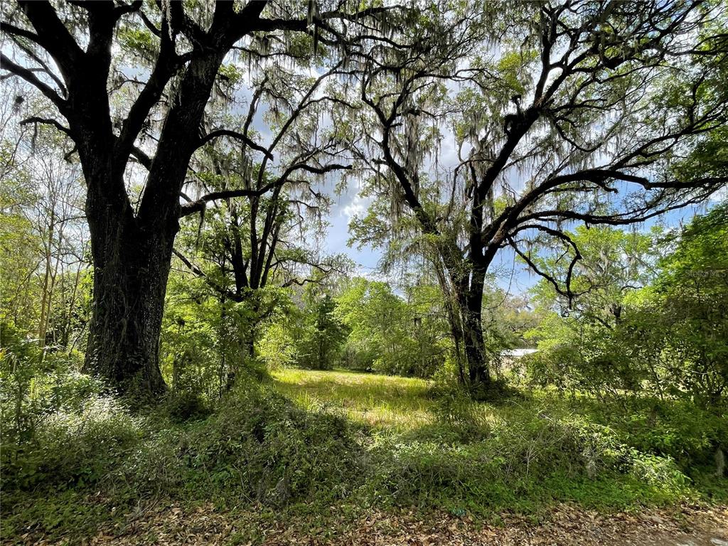 17400 Northwest 120th Ave Road Reddick, FL 32686 - Photo 2 of 20 a view of yard with green space