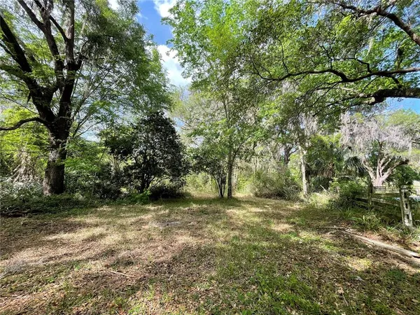 a view of a tree in a yard