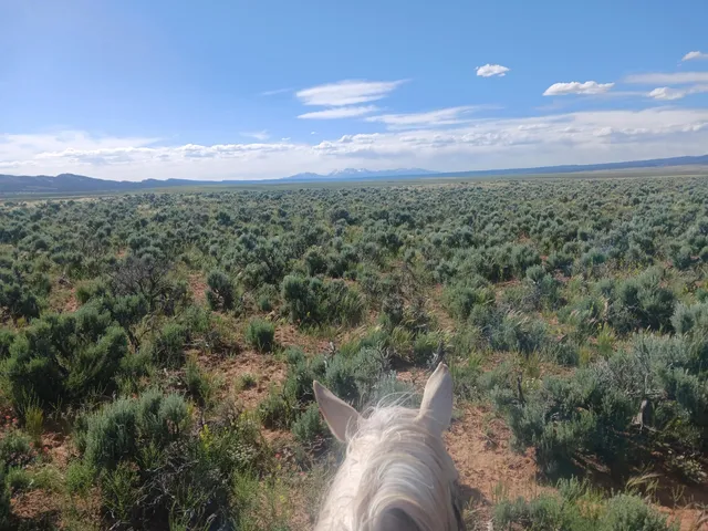 a view of a field with an ocean