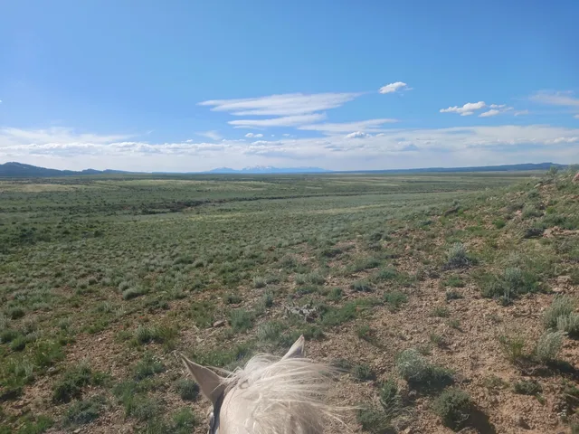 a view of a yard and a house