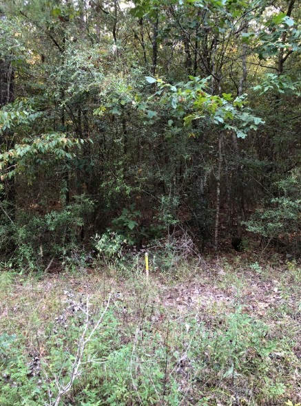 0 Co Road Cleveland, TX 77327 - Photo 3 of 6