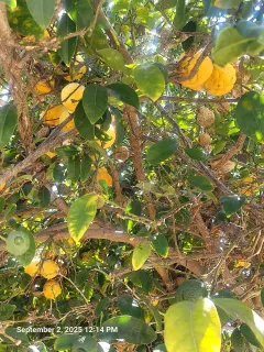 $2,325,000 | 6736-40 Kelly Street, San Diego, CA 92111