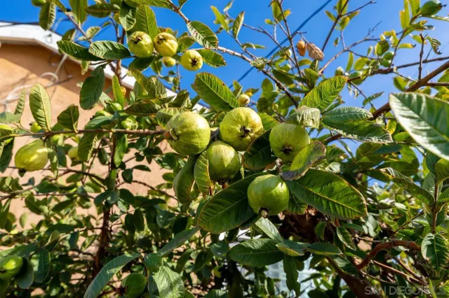 a view of a tree in a garden