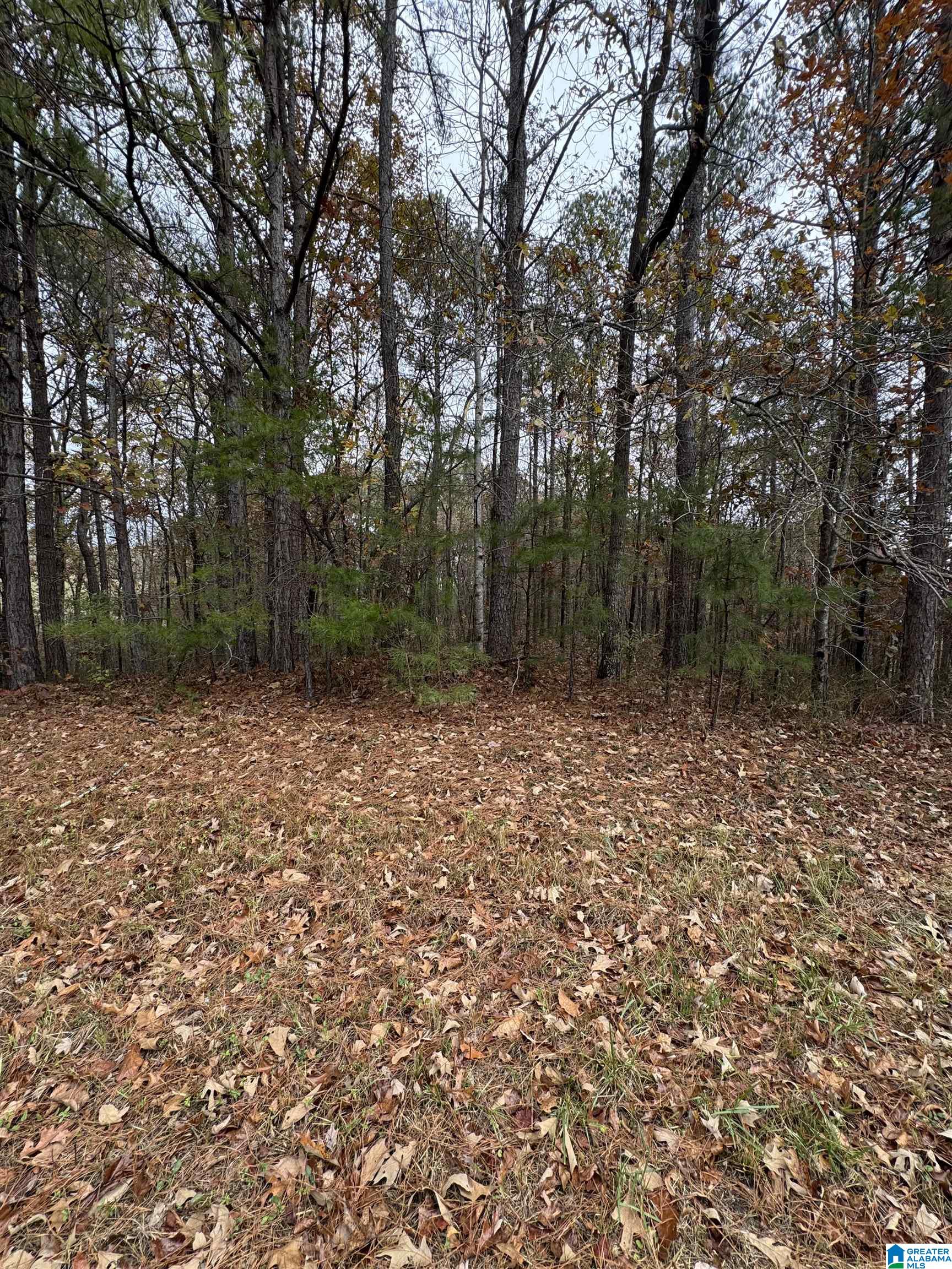7-acres Highway 431, Unit 7 ACRES Wedowee, AL 36278 - Photo 2 of 2