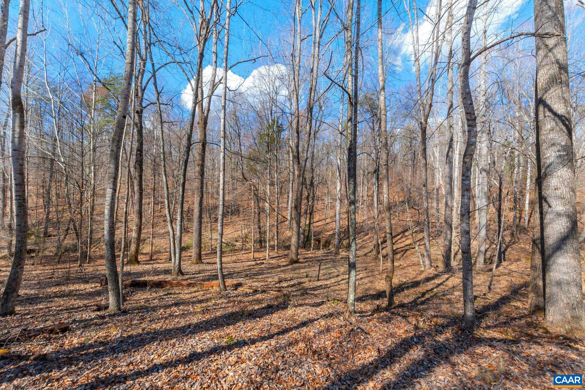 1670 Merriefields Lane Ruckersville, VA 22968 - Photo 58 of 59 a view of a space with a trees