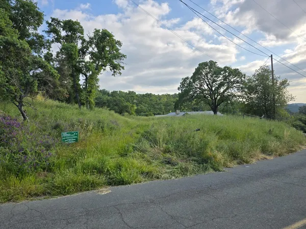 a view of a lush green forest