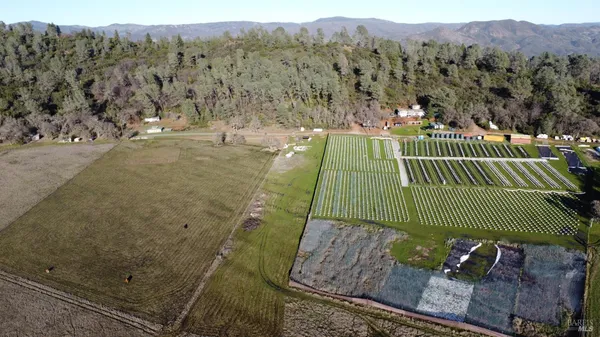 a green field with lots of trees in the background