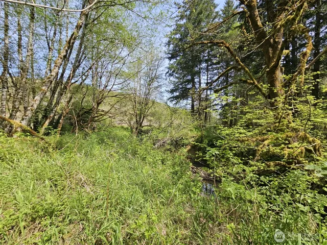 a view of a yard with a tree