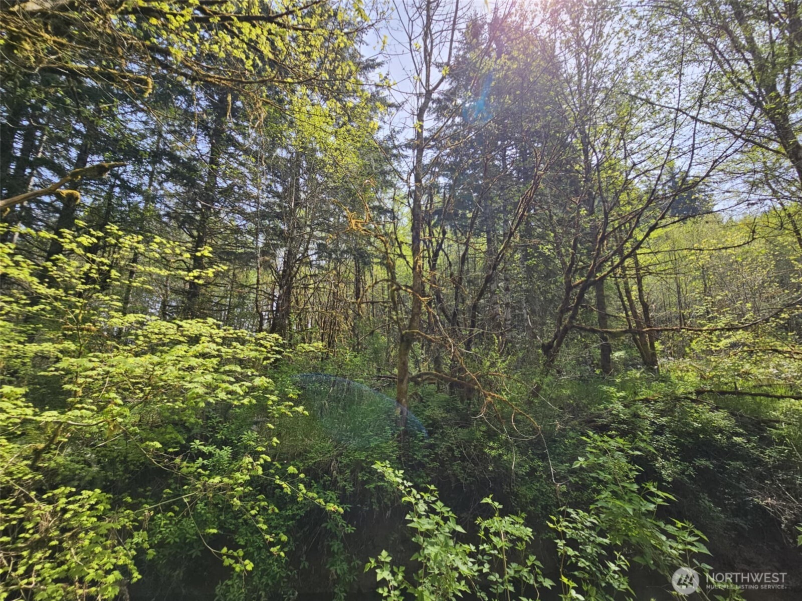 0 Lost Valley Road Curtis, WA 98538 - Photo 12 of 19 a view of a tree in a yard