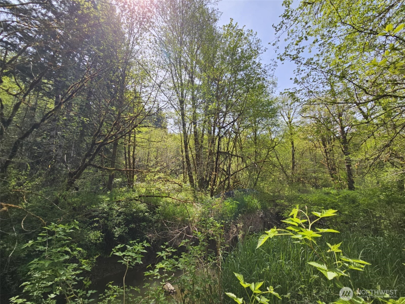 0 Lost Valley Road Curtis, WA 98538 - Photo 13 of 19 a view of a garden