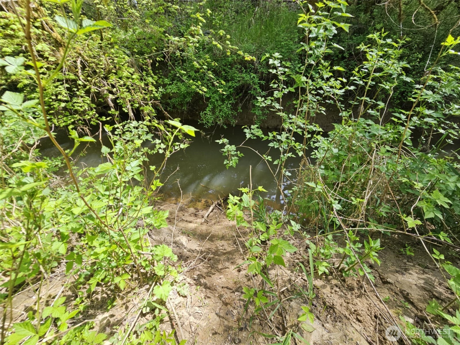 0 Lost Valley Road Curtis, WA 98538 - Photo 14 of 19 a backyard of a house with a tree