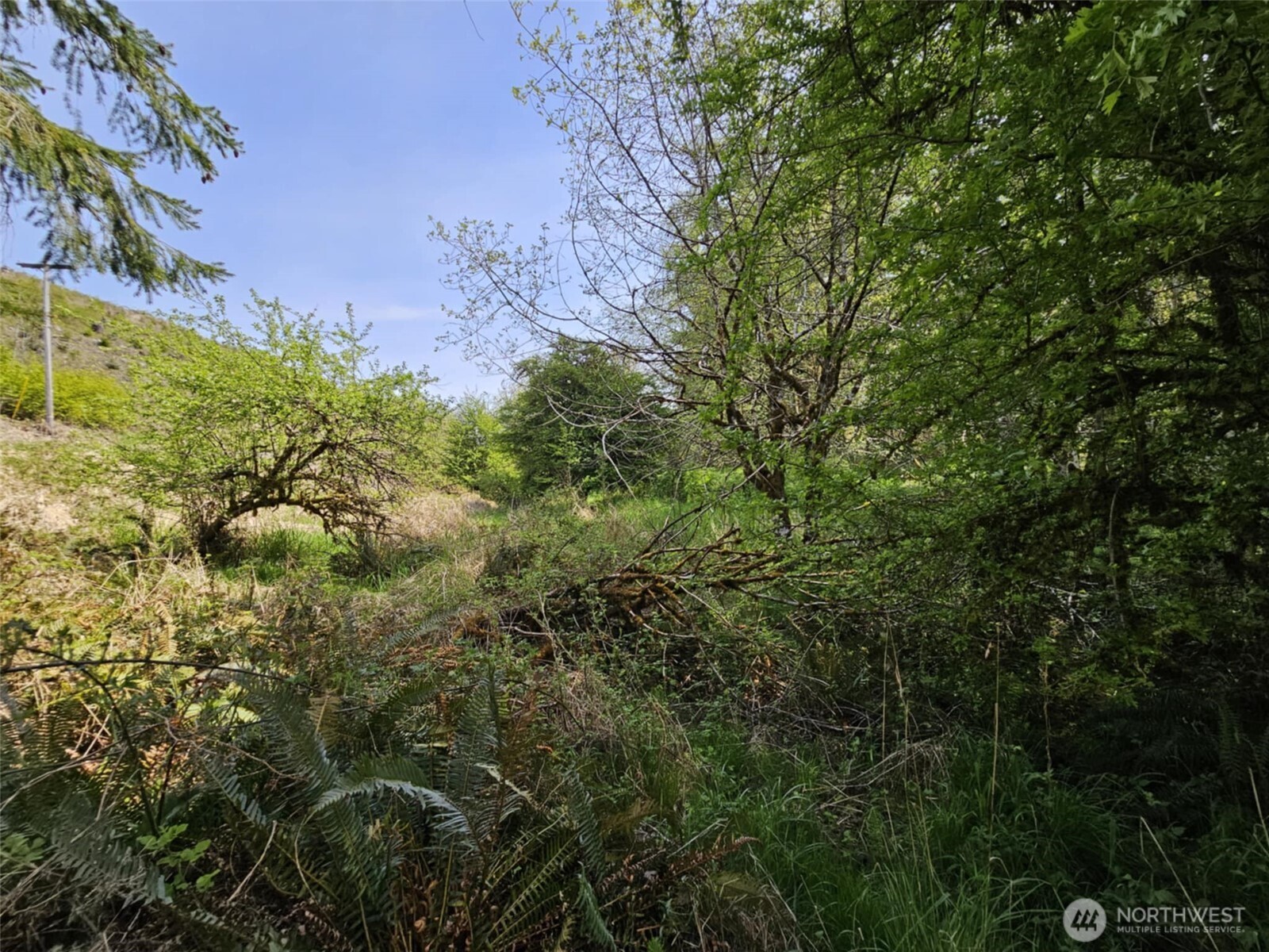 0 Lost Valley Road Curtis, WA 98538 - Photo 17 of 19 a view of a bunch of trees and bushes