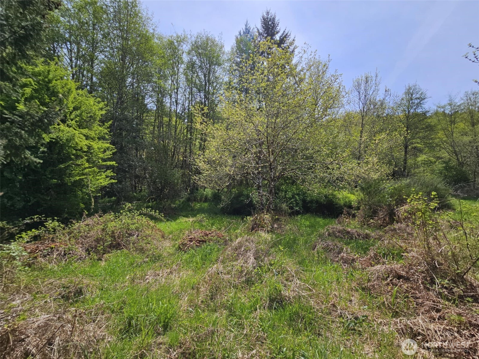 0 Lost Valley Road Curtis, WA 98538 - Photo 18 of 19 a view of a lush green forest