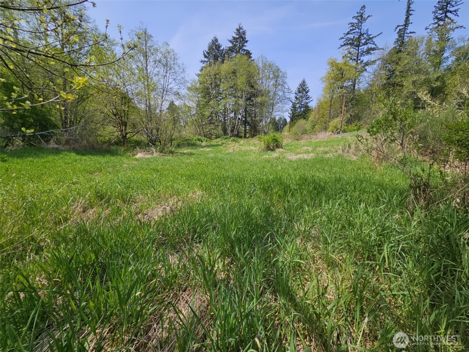0 Lost Valley Road Curtis, WA 98538 - Photo 5 of 19 a view of a yard with a tree