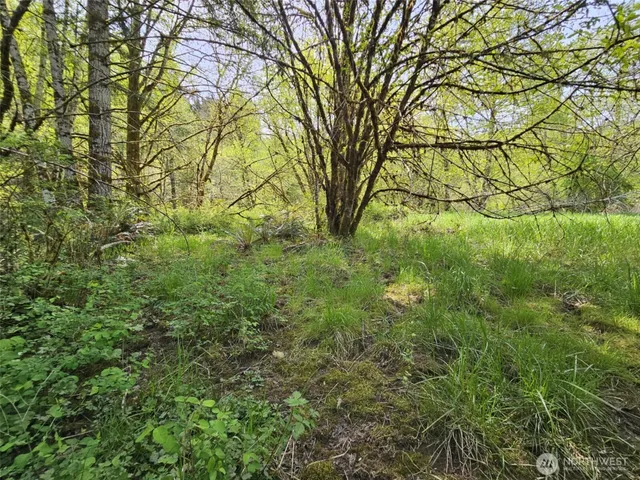 a view of a yard with plants and trees
