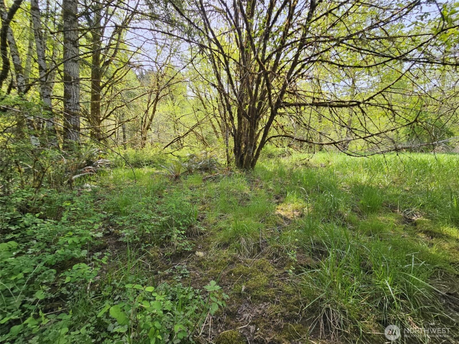 0 Lost Valley Road Curtis, WA 98538 - Photo 6 of 19 a view of a yard with plants and trees
