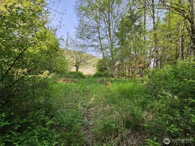 a view of a yard with a tree