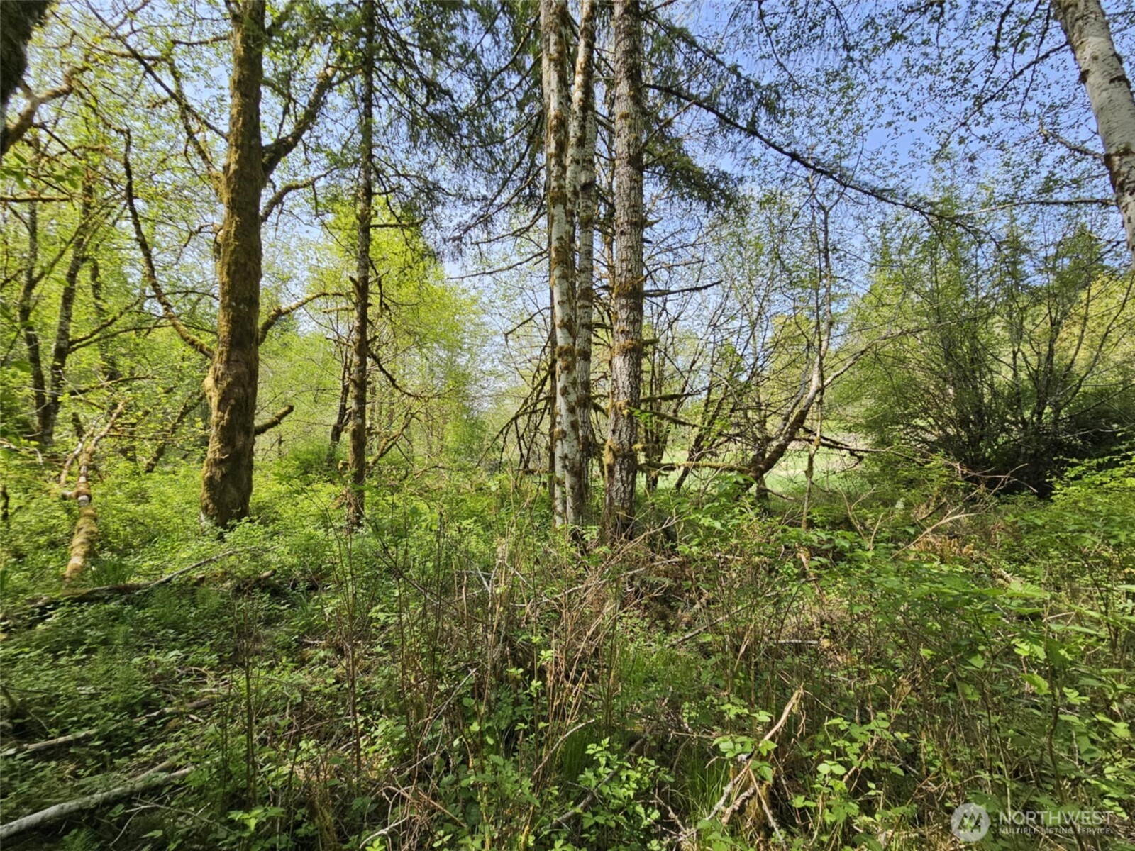 0 Lost Valley Road Curtis, WA 98538 - Photo 9 of 19 a view of a yard with a tree